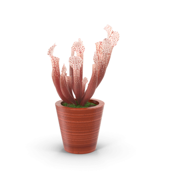 Pitcher Plants in Pot.