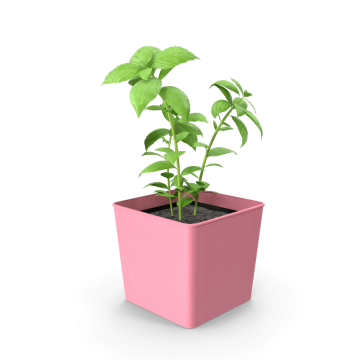 Potted Basil