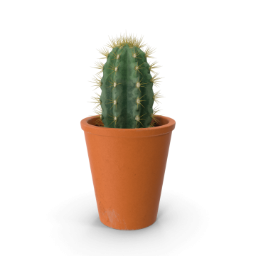 Potted Cactus