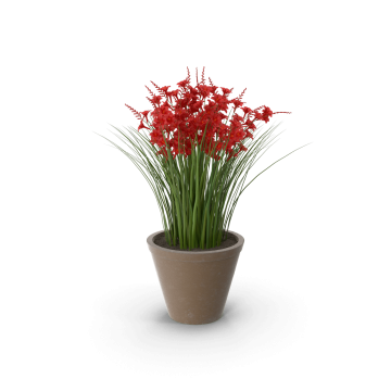 Potted Crocosmia