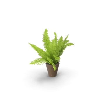 Potted Fern