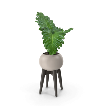 Potted Plant