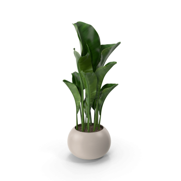 Potted Plant