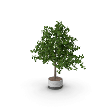 Potted Plant