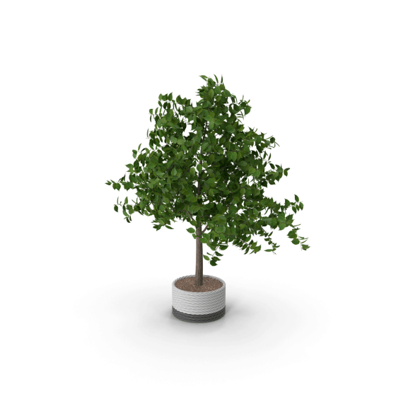 Potted Plant