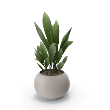 Potted Plant