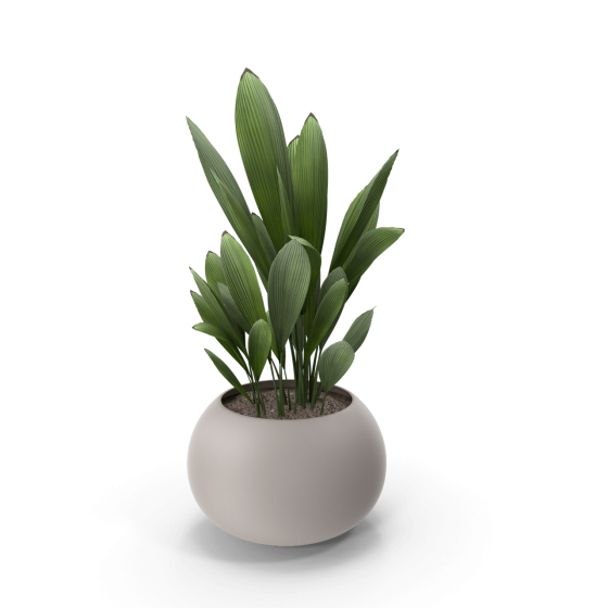 Potted Plant