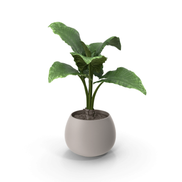 Potted Plant