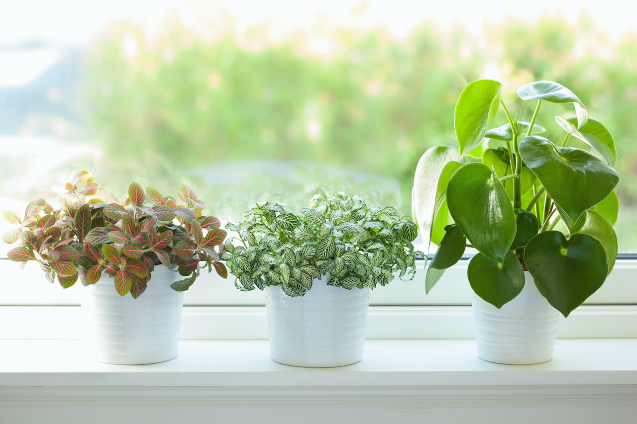 houseplant fittonia albivenis and peperomia in white pot