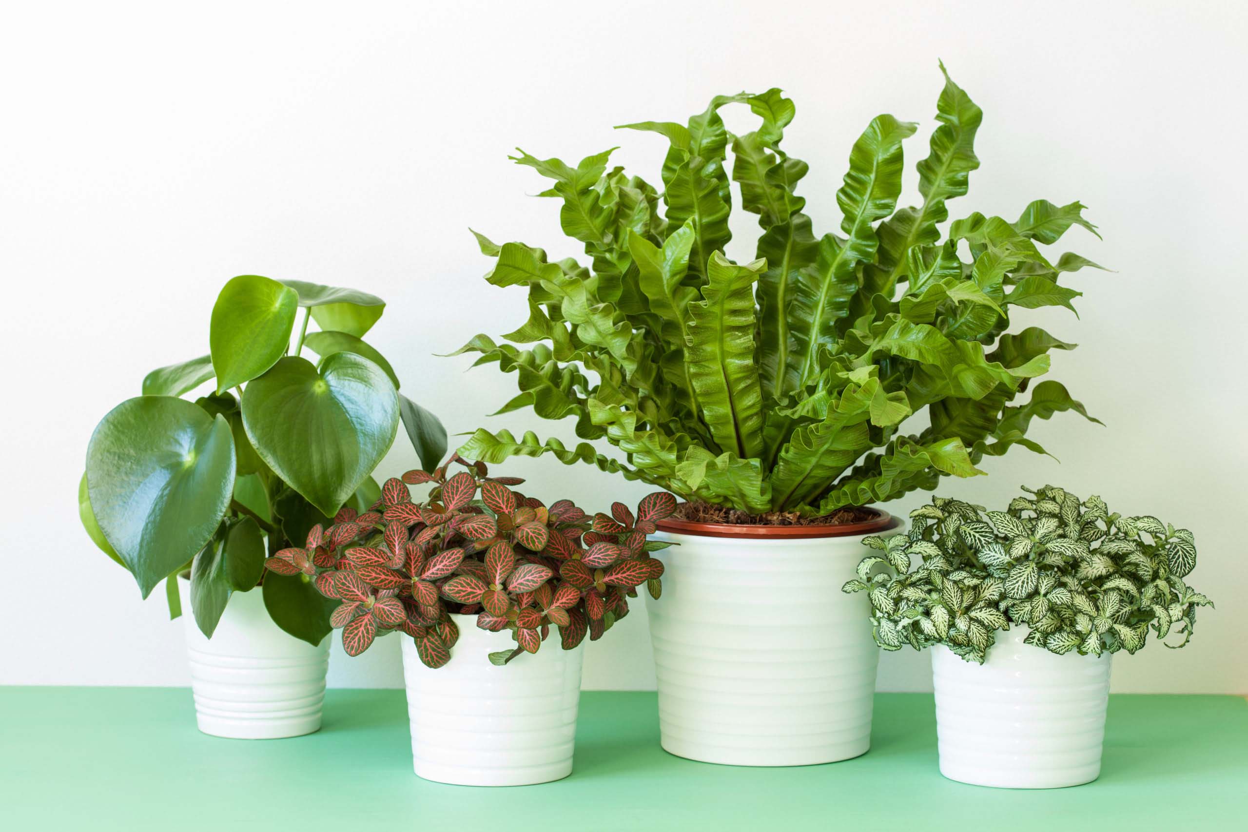 houseplants Asplenium nidus, peperomia and fittonia in flowerpot
